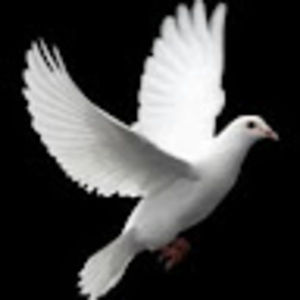 Meet your Posher, Rick